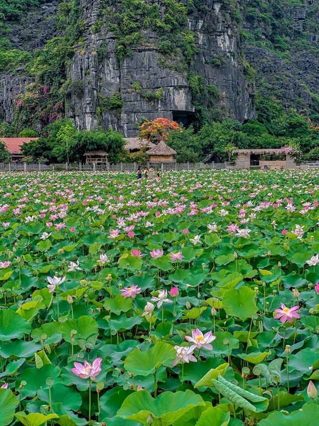 Đầm sen kỳ lạ nở tới tận mùa Đông dưới chân núi Ngọa Long - 5