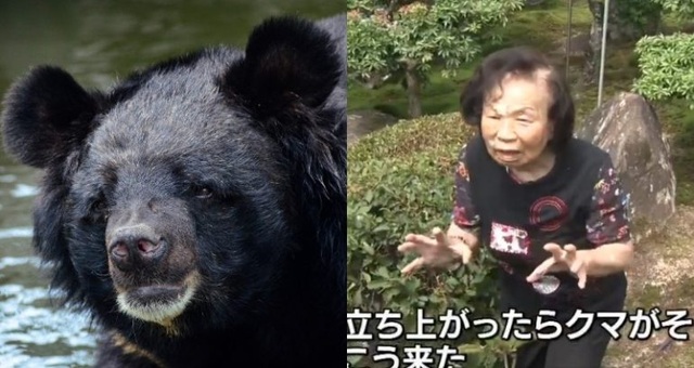 Cụ bà 82 tuổi tay không đánh thắng gấu ở vườn nhà - 1