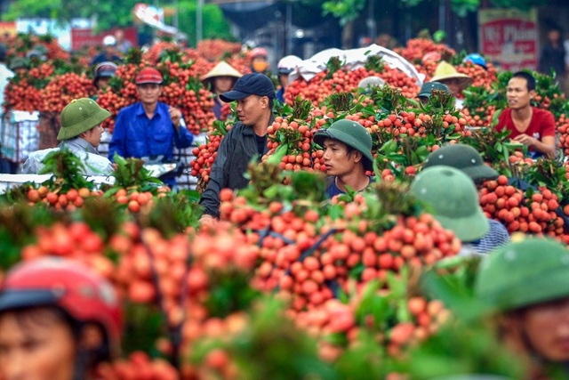 Báo Nhật: Vải thiều Việt Nam gây sốt trên thị trường Nhật Bản - 1