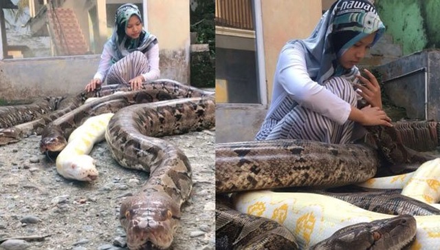 Cô gái nuôi 6 con trăn khổng lồ làm thú cưng - 1 Cô gái nuôi 6 con trăn khổng lồ làm thú cưng - 1