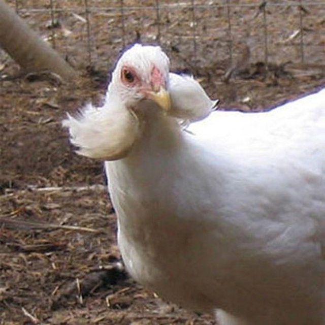 Bí ẩn về loài gà lạ dáng đẹp, không đuôi, lại đẻ sòn sòn ra trứng màu tới 240 quả/năm - 1