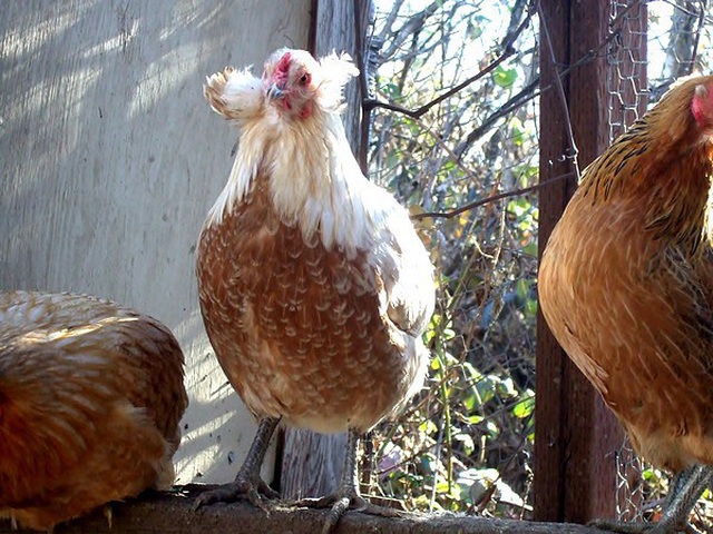 Bí ẩn về loài gà lạ dáng đẹp, không đuôi, lại đẻ sòn sòn ra trứng màu tới 240 quả/năm - 2