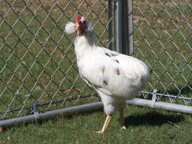 Bí ẩn về loài gà lạ dáng đẹp, không đuôi, lại đẻ sòn sòn ra trứng màu tới 240 quả/năm - 4