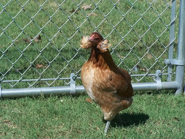 Bí ẩn về loài gà lạ dáng đẹp, không đuôi, lại đẻ sòn sòn ra trứng màu tới 240 quả/năm - 7