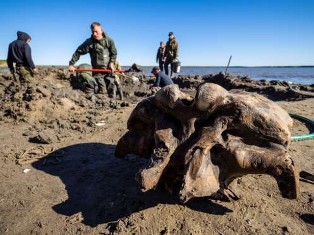 Băng tan tại Bắc Cực để lộ hài cốt voi ma mút 10.000 tuổi - 1