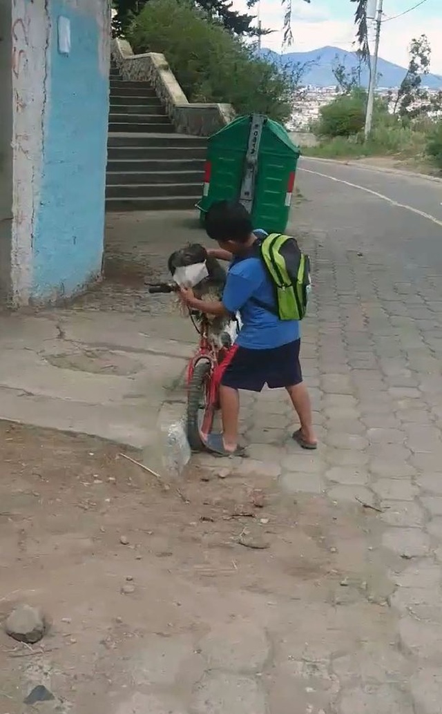 Xúc động khoảnh khắc cậu bé đeo khẩu trang cho cún cưng - 1 Xúc động khoảnh khắc cậu bé đeo khẩu trang cho cún cưng - 1