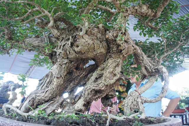 Mãn nhãn với cây găng tu hú, gỗ lũa tự thân hàng trăm năm tuổi - 2