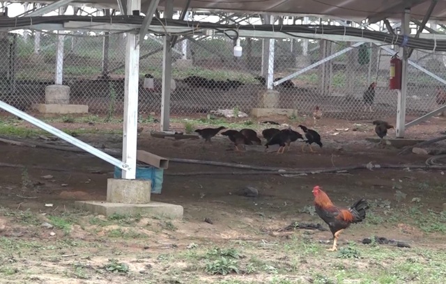 Điểm mặt những bất thường tại “xưởng” điện mặt trời mái nhà tại Đắk Nông - 4 Điểm mặt những bất thường tại “xưởng” điện mặt trời mái nhà tại Đắk Nông - 4