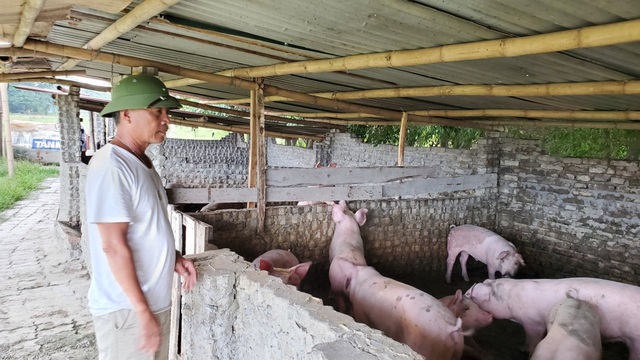 Hà Nội: Cấm chăn nuôi trong nội thành, người dân chuyển nghề ra sao? - 1 Hà Nội: Cấm chăn nuôi trong nội thành, người dân chuyển nghề ra sao? - 1