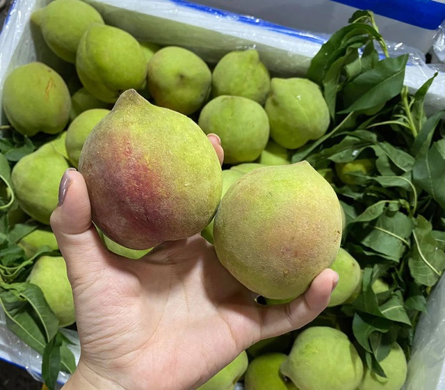 Dân buôn tiết lộ sự thật về đào mỏ quạ đang bán tràn chợ - 2 Dân buôn tiết lộ sự thật về đào mỏ quạ đang bán tràn chợ - 2