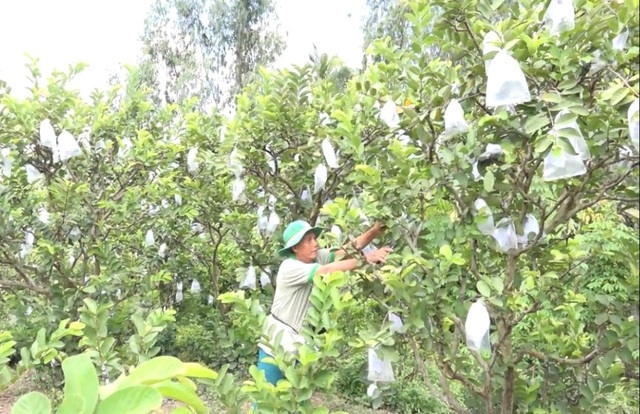 Bén duyên với ổi khổng lồ, lão nông kiếm hàng trăm triệu đồng/năm - 4 Bén duyên với ổi khổng lồ, lão nông kiếm hàng trăm triệu đồng/năm - 4
