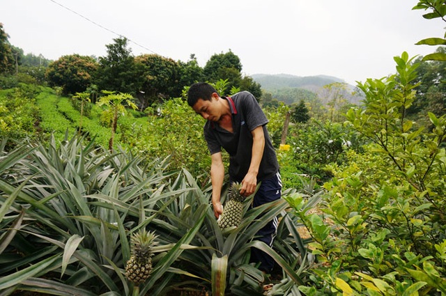 Top 30 cách làm giàu từ nông nghiệp chăn nuôi kinh doanh hiệu quả