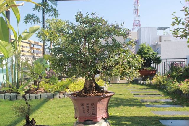 Ông bố 2 con ở Đà Nẵng “làm vườn, nuôi cá” đẹp mê trên sân thượng nhà phố - 7 Ông bố 2 con ở Đà Nẵng “làm vườn, nuôi cá” đẹp mê trên sân thượng nhà phố - 7