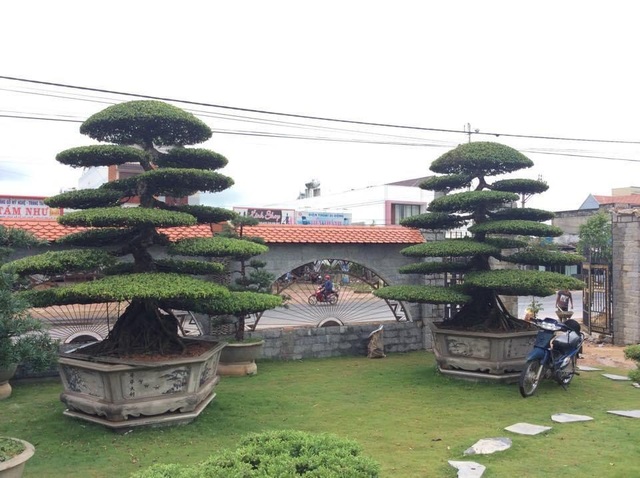 Vườn tùng bạc tỷ rộng 1500m2 trong khuôn viên biệt thự ở Buôn Mê Thuột - 3 Vườn tùng bạc tỷ rộng 1500m2 trong khuôn viên biệt thự ở Buôn Mê Thuột - 3