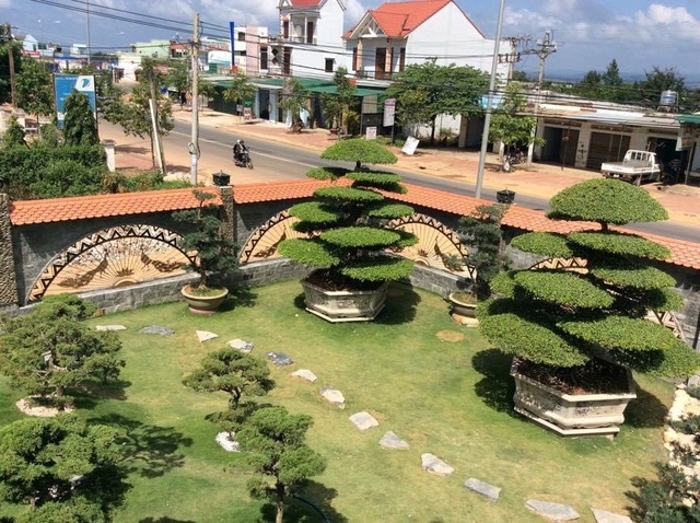 Vườn tùng bạc tỷ rộng 1500m2 trong khuôn viên biệt thự ở Buôn Mê Thuột - 7 Vườn tùng bạc tỷ rộng 1500m2 trong khuôn viên biệt thự ở Buôn Mê Thuột - 7
