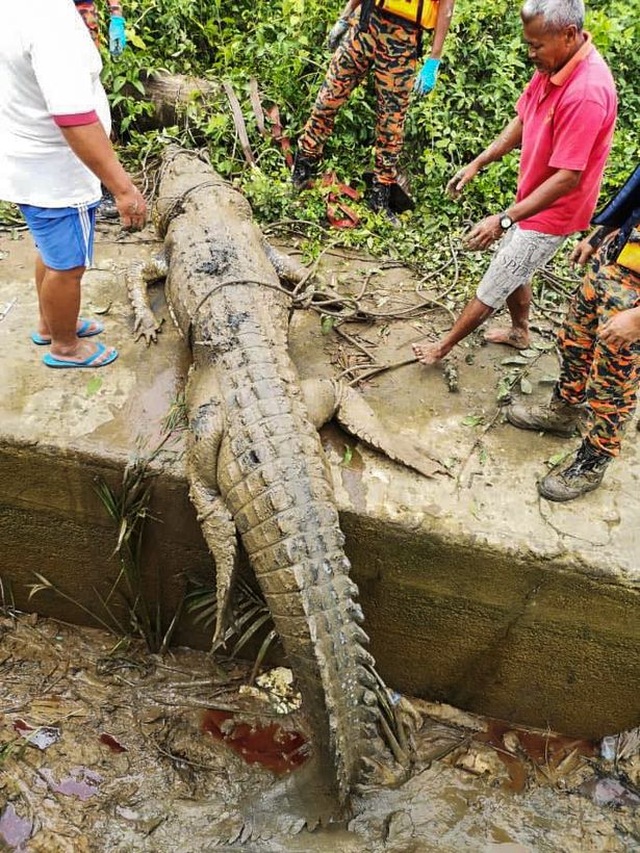 Tìm thấy thi thể cậu bé 14 tuổi bị mất tích ở Malaysia trong bụng cá sấu - 1 Tìm thấy thi thể cậu bé 14 tuổi bị mất tích ở Malaysia trong bụng cá sấu - 1