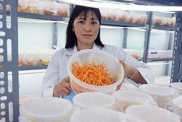 Gia Lai: Vợ chồng nông dân mày mò trồng dược liệu đông trùng hạ thảo - 1 Gia Lai: Vợ chồng nông dân mày mò trồng dược liệu đông trùng hạ thảo - 1