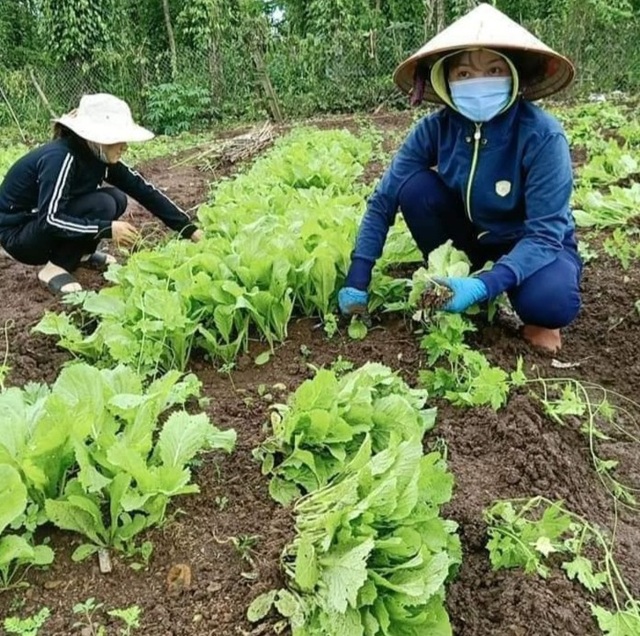 Người dân Đắk Lắk hỗ trợ hàng tấn rau sạch tiếp tế Đà Nẵng chống dịch - 5 Người dân Đắk Lắk hỗ trợ hàng tấn rau sạch tiếp tế Đà Nẵng chống dịch - 5
