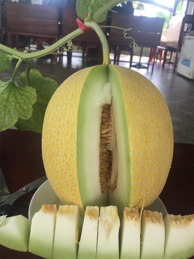 Hà Tĩnh: Ngỡ ngàng vườn dưa lưới công nghệ cao ngay giữa lòng nội đô - 6 Hà Tĩnh: Ngỡ ngàng vườn dưa lưới công nghệ cao ngay giữa lòng nội đô - 6