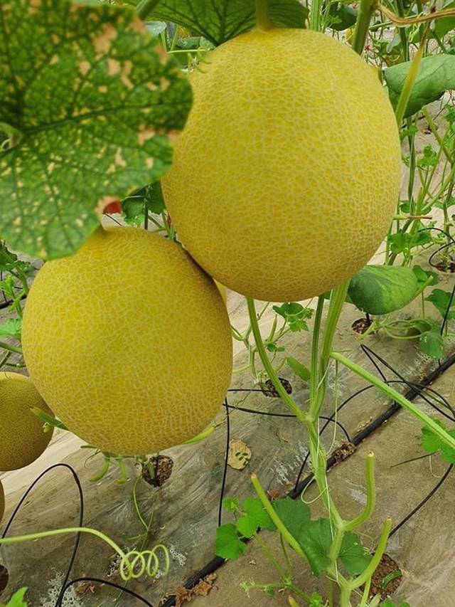 Hà Tĩnh: Ngỡ ngàng vườn dưa lưới công nghệ cao ngay giữa lòng nội đô - 4 Hà Tĩnh: Ngỡ ngàng vườn dưa lưới công nghệ cao ngay giữa lòng nội đô - 4