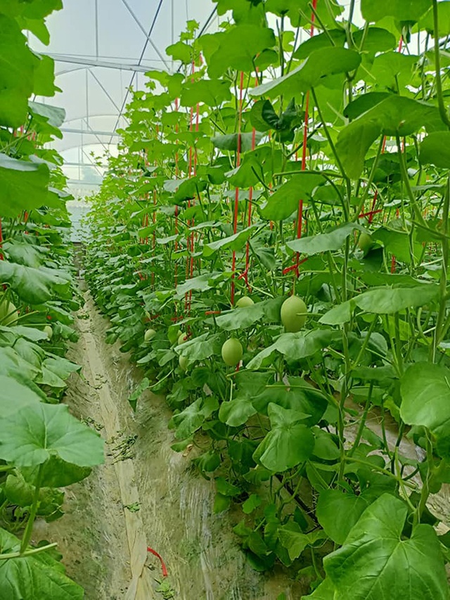 Hà Tĩnh: Ngỡ ngàng vườn dưa lưới công nghệ cao ngay giữa lòng nội đô - 1 Hà Tĩnh: Ngỡ ngàng vườn dưa lưới công nghệ cao ngay giữa lòng nội đô - 1