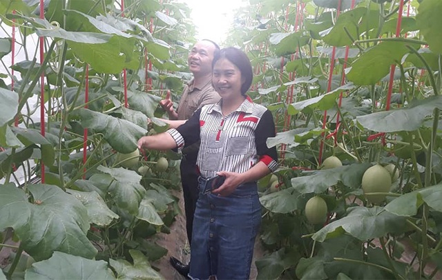 Hà Tĩnh: Ngỡ ngàng vườn dưa lưới công nghệ cao ngay giữa lòng nội đô - 2 Hà Tĩnh: Ngỡ ngàng vườn dưa lưới công nghệ cao ngay giữa lòng nội đô - 2