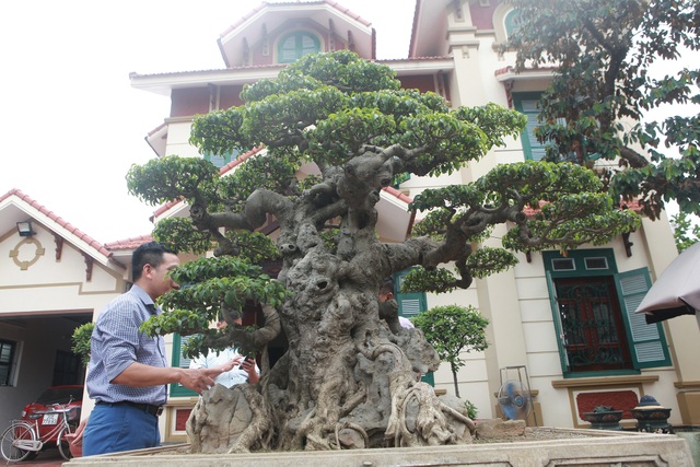 Sanh cổ “tân cổ giao duyên”, đại gia trả 10 tỷ đồng vẫn không mua được - 10 Sanh cổ “tân cổ giao duyên”, đại gia trả 10 tỷ đồng vẫn không mua được - 10