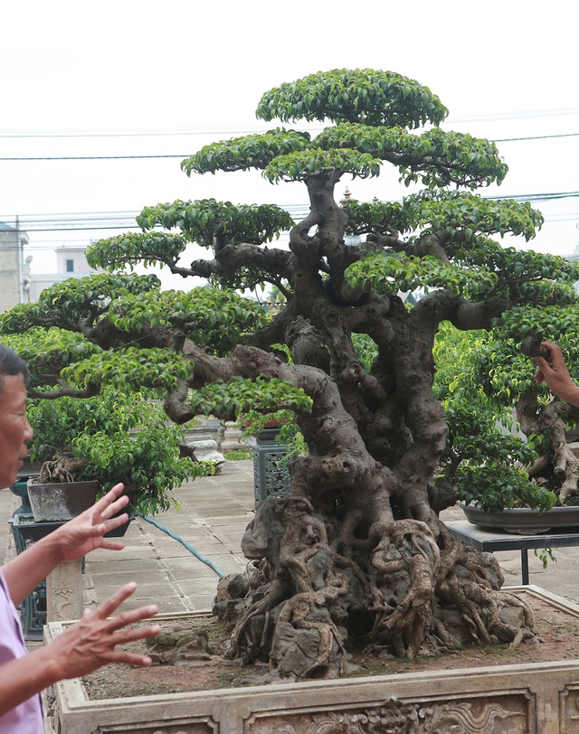 Sanh cổ “tân cổ giao duyên”, đại gia trả 10 tỷ đồng vẫn không mua được - 3 Sanh cổ “tân cổ giao duyên”, đại gia trả 10 tỷ đồng vẫn không mua được - 3