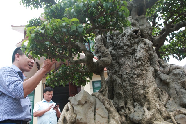 Sanh cổ “tân cổ giao duyên”, đại gia trả 10 tỷ đồng vẫn không mua được - 4 Sanh cổ “tân cổ giao duyên”, đại gia trả 10 tỷ đồng vẫn không mua được - 4