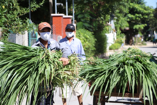 Quảng Ngãi: Áo xanh lội ruộng tìm thức ăn cho vật nuôi khu cách ly - 6 Quảng Ngãi: Áo xanh lội ruộng tìm thức ăn cho vật nuôi khu cách ly - 6