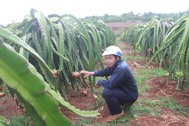 Đắk Lắk: Nông dân khóc ròng vì giá thanh long chỉ bằng... ly trà đá - 2 Đắk Lắk: Nông dân khóc ròng vì giá thanh long chỉ bằng... ly trà đá - 2