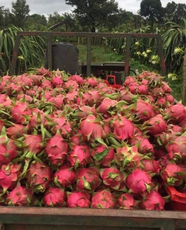 Đắk Lắk: Nông dân khóc ròng vì giá thanh long chỉ bằng... ly trà đá - 5 Đắk Lắk: Nông dân khóc ròng vì giá thanh long chỉ bằng... ly trà đá - 5