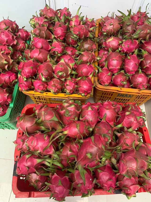 Đắk Lắk: Nông dân khóc ròng vì giá thanh long chỉ bằng... ly trà đá - 3 Đắk Lắk: Nông dân khóc ròng vì giá thanh long chỉ bằng... ly trà đá - 3