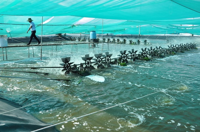 Việt Nam lần đầu tiên có trung tâm công nghiệp tôm - 1 Việt Nam lần đầu tiên có trung tâm công nghiệp tôm - 1