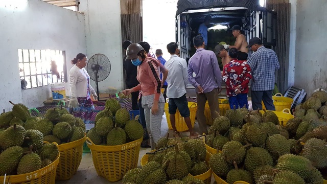 Xôn xao vụ thu thuế vựa sầu riêng: Tổng cục Thuế nói gì? - 1 Xôn xao vụ thu thuế vựa sầu riêng: Tổng cục Thuế nói gì? - 1