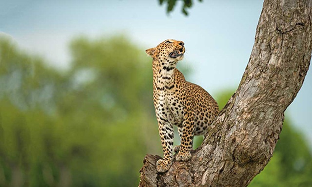Các safari kỳ thú tiếp cận những “gã khổng lồ” hoang dã châu Phi - 6 Các safari kỳ thú tiếp cận những “gã khổng lồ” hoang dã châu Phi - 6