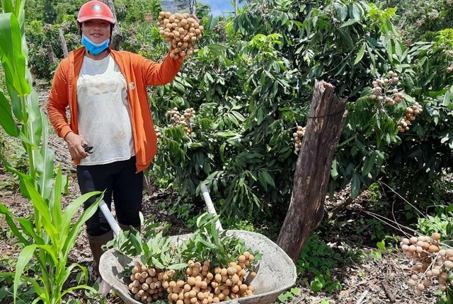 Đắk Nông: Thu gần nửa tỷ đồng nhờ trồng nhãn trên vùng đất đá ong - 4 Đắk Nông: Thu gần nửa tỷ đồng nhờ trồng nhãn trên vùng đất đá ong - 4
