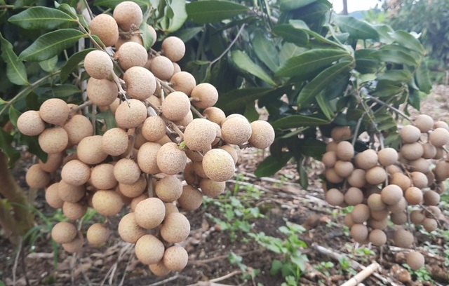 Đắk Nông: Thu gần nửa tỷ đồng nhờ trồng nhãn trên vùng đất đá ong - 3 Đắk Nông: Thu gần nửa tỷ đồng nhờ trồng nhãn trên vùng đất đá ong - 3