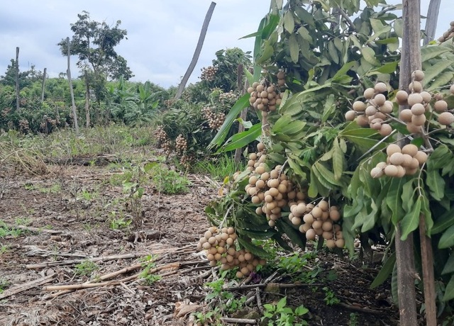 Đắk Nông: Thu gần nửa tỷ đồng nhờ trồng nhãn trên vùng đất đá ong - 2 Đắk Nông: Thu gần nửa tỷ đồng nhờ trồng nhãn trên vùng đất đá ong - 2