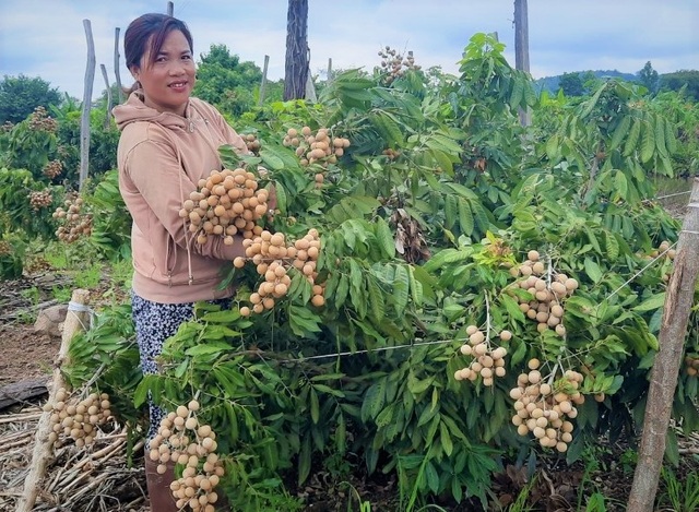 Đắk Nông: Thu gần nửa tỷ đồng nhờ trồng nhãn trên vùng đất đá ong - 1 Đắk Nông: Thu gần nửa tỷ đồng nhờ trồng nhãn trên vùng đất đá ong - 1
