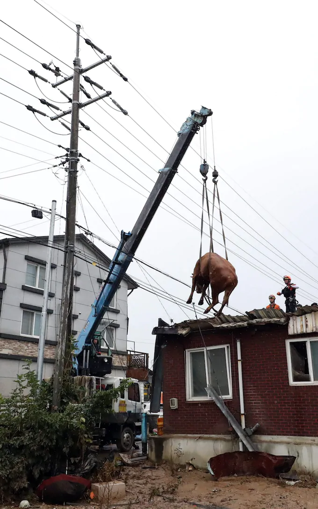 Giải cứu đàn bò mắc kẹt... trên mái nhà vì mưa lũ - 3 Giải cứu đàn bò mắc kẹt... trên mái nhà vì mưa lũ - 3