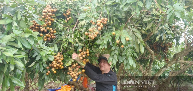 Giá nhãn, giá thanh long chỉ bằng bó rau muống, bán 3 tấn được 10 triệu đồng, nông dân suy sụp - 4 Giá nhãn, giá thanh long chỉ bằng bó rau muống, bán 3 tấn được 10 triệu đồng, nông dân suy sụp - 4