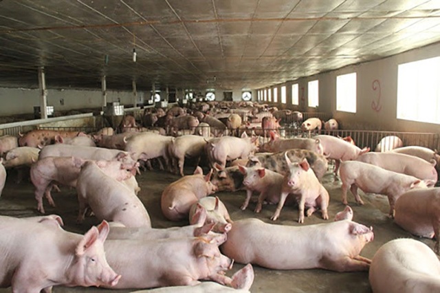 Giá thịt lợn giảm mạnh, bán không lấy lãi lo đẩy hàng sớm - 1