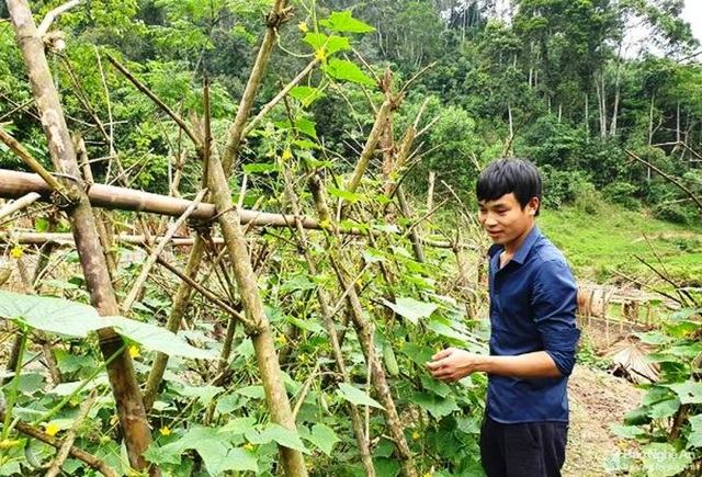 Vượt lên chính mình “nuôi” khát vọng trên non cao xứ Nghệ - 3