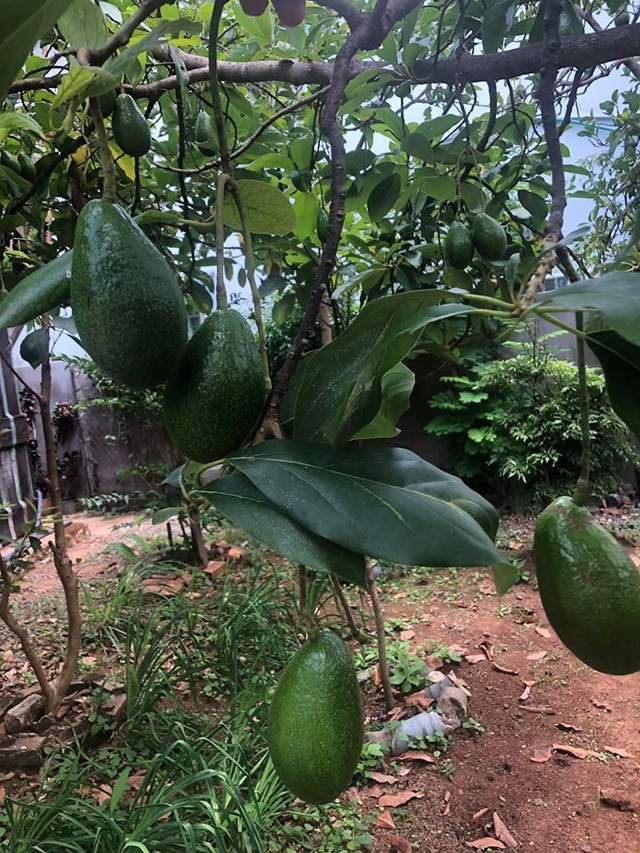 Mãn nhãn với cõi mộng mơ an hưởng tuổi già của cặp vợ chồng ở Đà Lạt - 7 Mãn nhãn với cõi mộng mơ an hưởng tuổi già của cặp vợ chồng ở Đà Lạt - 7