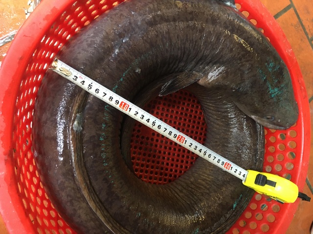 Chi hàng chục triệu đồng đưa cá lệch “khủng” nặng 15kg từ Nghệ An ra Hà Nội - 1