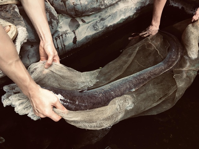 Chi hàng chục triệu đồng đưa cá lệch “khủng” nặng 15kg từ Nghệ An ra Hà Nội - 2 Chi hàng chục triệu đồng đưa cá lệch “khủng” nặng 15kg từ Nghệ An ra Hà Nội - 2