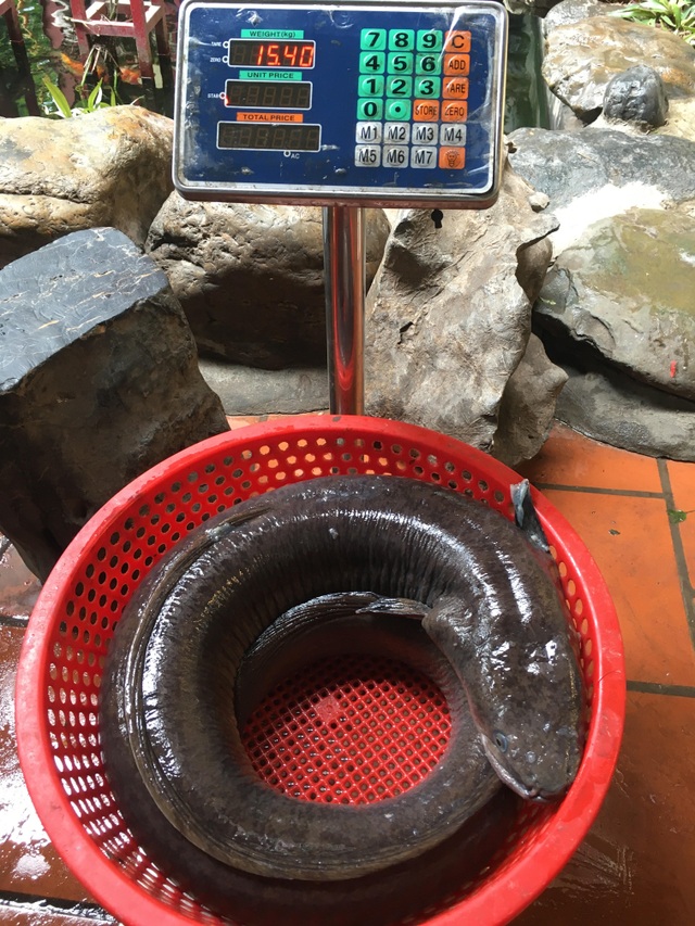 Chi hàng chục triệu đồng đưa cá lệch “khủng” nặng 15kg từ Nghệ An ra Hà Nội - 3 Chi hàng chục triệu đồng đưa cá lệch “khủng” nặng 15kg từ Nghệ An ra Hà Nội - 3