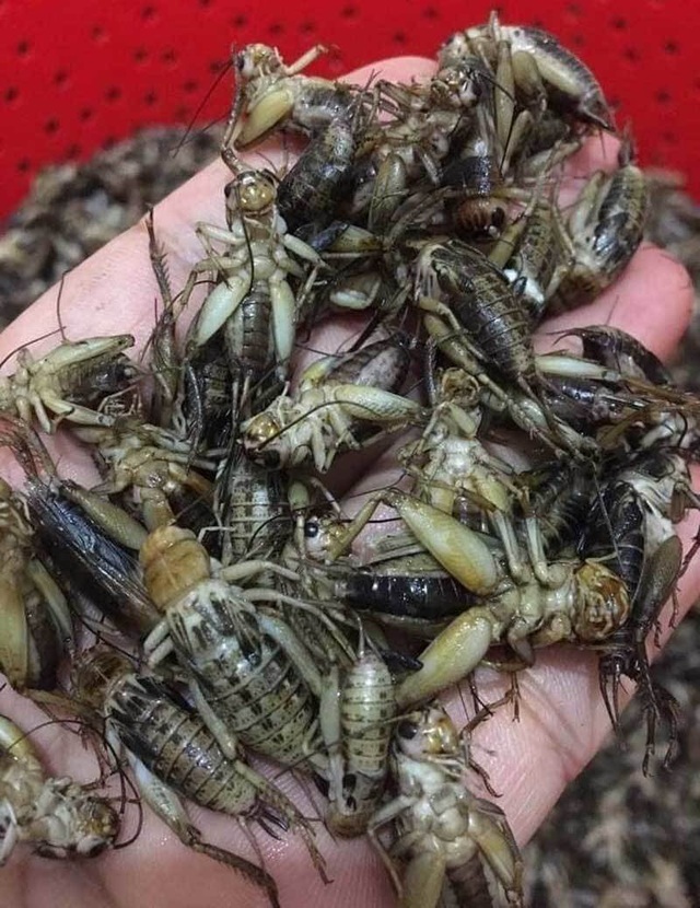 Món lạ dế mèn rang lá chanh, gom 3 ngày mới đủ 1 bữa - 2 Món lạ dế mèn rang lá chanh, gom 3 ngày mới đủ 1 bữa - 2