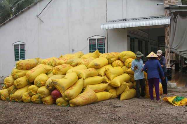Nông dân trúng quả vì lúa được mùa, giá cao - 2 Nông dân trúng quả vì lúa được mùa, giá cao - 2